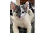 Adopt Brie a Gray or Blue (Mostly) Domestic Shorthair (short coat) cat in Egg