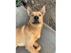 Adopt Rowdy a Tan/Yellow/Fawn - with Black Australian Kelpie / Mixed dog in