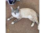 Adopt Watson a Tiger Striped Domestic Shorthair / Mixed cat in Springfield