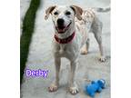 Adopt Derby a White - with Tan, Yellow or Fawn Coonhound / Labrador Retriever /
