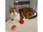Adopt Sihtric a Orange or Red Domestic Shorthair / Mixed cat in Fort Lauderdale