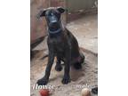 Adopt Howie a Black - with White Great Dane / Doberman Pinscher / Mixed dog in