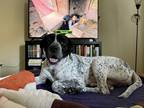 Adopt Minori a White - with Black German Shorthaired Pointer / Mixed dog in