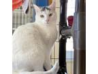 Adopt Chat a White Domestic Shorthair / Mixed cat in Milford, IA (30830413)