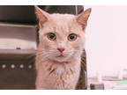 Adopt Shanna a Tan or Fawn Tabby Domestic Shorthair (short coat) cat in Powell