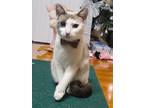 Adopt Minky a Cream or Ivory Domestic Shorthair / Mixed (short coat) cat in