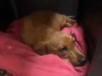 Adopt Penny a Red/Golden/Orange/Chestnut Basset Hound / Mixed dog in Staley