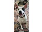 Adopt Jaco a White Australian Cattle Dog / Mixed dog in St.