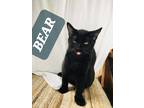 Adopt BEAR a All Black Domestic Shorthair (short coat) cat in Brantford
