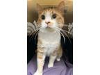 Adopt Paul Purrz a Orange or Red Domestic Shorthair / Domestic Shorthair / Mixed
