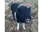Adopt Dottie a Pig (Potbellied) farm-type animal in Creston, CA (35795187)