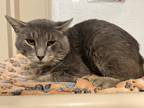 Adopt Ricardo a Gray or Blue Domestic Shorthair / Mixed (short coat) cat in