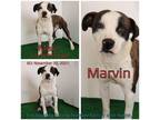 Adopt Marvin a Brindle Mixed Breed (Medium) / Mixed dog in Boaz, AL (38208594)