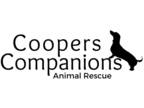Adopt Blank Adoption Application a Mixed Breed (Medium) / Mixed dog in Pueblo