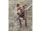Adopt Hershey a Brown/Chocolate American Pit Bull Terrier / Mixed Breed (Medium)
