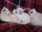 Beautiful&loving Siamese Kittens