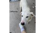 Adopt California a White Blue Heeler / Labrador Retriever / Mixed dog in