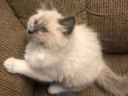 Ragdoll Snowshoe Bicolor Ready For Love