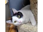 Adopt Patches a All Black Domestic Shorthair / Mixed cat in Carroll