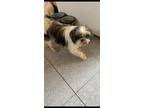 Adopt Siggy a Brown/Chocolate - with Tan Shih Tzu / Mixed dog in Palos Verdes