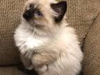 Ragdoll Female Snowshoe Mitted Sweet Love