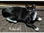 Adopt Kauai a Black & White or Tuxedo Domestic Shorthair (short coat) cat in