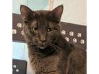Adopt Roulette a Gray or Blue Russian Blue / Mixed cat in Brighton