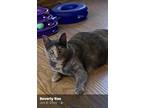 Adopt Snickers a Calico or Dilute Calico Domestic Shorthair (short coat) cat in