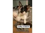 Adopt Colby a Black & White or Tuxedo Domestic Shorthair (short coat) cat in Egg