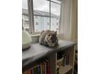 Adopt Katie a Calico or Dilute Calico Domestic Shorthair / Mixed (short coat)