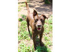 Adopt Ron Jon K43 5/23/23 a Brown/Chocolate Labrador Retriever / American Pit