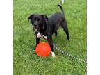 Adopt Icelynn a Black American Pit Bull Terrier / Mixed dog in Burton