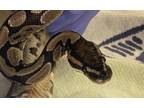 Adopt Zuca a Snake reptile, amphibian, and/or fish in Vista, CA (35861581)