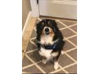 Adopt Lucy a Tricolor (Tan/Brown & Black & White) Australian Shepherd / Mixed