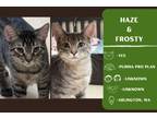 Adopt Frosty a Domestic Short Hair