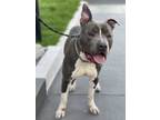 Adopt Rocky a Gray/Silver/Salt & Pepper - with White Pit Bull Terrier / Mixed