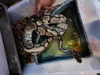 Adopt Vine a Snake reptile, amphibian, and/or fish in Vista, CA (35861545)