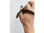Adopt Turkey a Snake reptile, amphibian, and/or fish in Vista, CA (35861915)