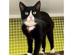 Adopt Bobbie a All Black Domestic Shorthair / Mixed cat in Meridian