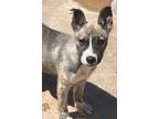 Adopt Noah a Brindle - with White Husky / Shepherd (Unknown Type) / Mixed dog in