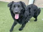 Adopt Amos a Black Labrador Retriever / Mixed dog in Independence, MO (38216168)