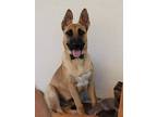 Adopt Jax a Black - with Brown, Red, Golden, Orange or Chestnut Belgian Shepherd