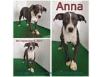 Adopt Anna a Black Mixed Breed (Medium) / Mixed dog in Boaz, AL (35869932)