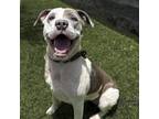 Adopt Sweetie a Gray/Silver/Salt & Pepper - with Black Pit Bull Terrier / Mixed