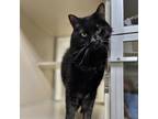 Adopt Jett a All Black Domestic Longhair / Mixed cat in Great Falls