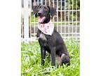 Adopt Patti a Black - with White Labrador Retriever / Shepherd (Unknown Type) /