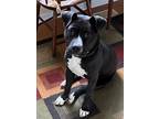 Adopt Princess a Black - with White American Pit Bull Terrier / American
