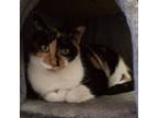 Adopt Rasberry a Calico