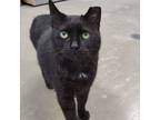 Adopt Pepper a Domestic Short Hair