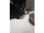 Adopt Olga a All Black Domestic Shorthair / Domestic Shorthair / Mixed cat in